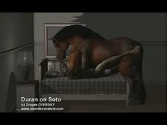 Horse fucking a sexy teen beastiality lover on the bed
